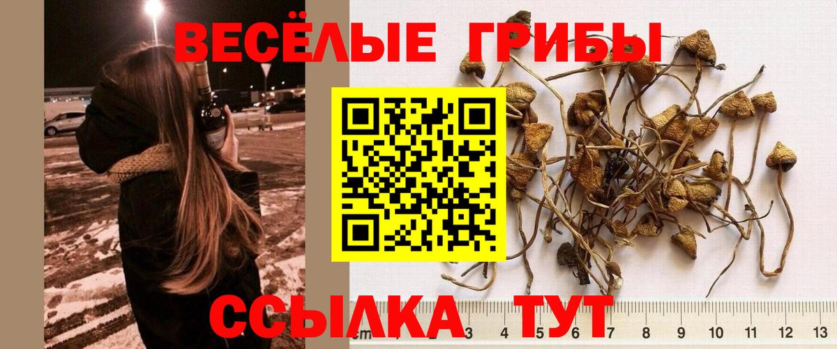 Псилоцибиновые грибы Cubensis  Галлюциногенные грибы прущие грибы  Вход с VPN  Шарыпово 